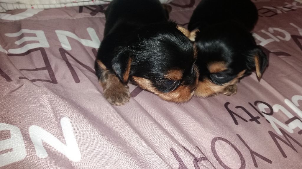 De L'ecusson D'or - Yorkshire Terrier - Portée née le 17/04/2018